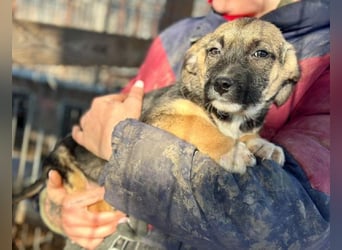 ♥JONAS♥ ab 31. Jan auf Pflegestelle bei Köln - zuckersüßer, verspielter Welpe 20 cm (bleibt klein)