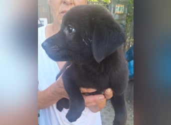 ⭐️TARUS⭐️, zuckersüßer Welpe, 2 Monate, 19 cm, Mischling, Tierschutz Rumänien