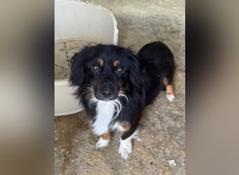 ♥ERIC♥ ab 31. Jul auf Pflegestelle bei Köln - zuckersüßer, ganz menschenbezogener, zarter Mini-Rüde