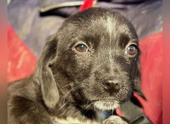 ♥JANNIK♥ ab 31. Jan auf Pflegestelle bei Köln - zuckersüßer, verspielter Welpe 20cm (bleibt kleiner)