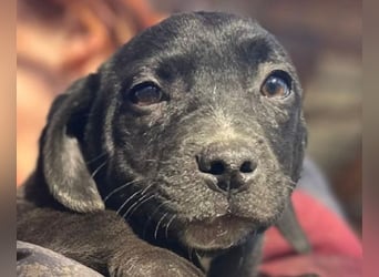 ♥JOKO♥ ab 31. Jan auf Pflegestelle bei Köln -bezaubernder, verspielter Minimann 20 cm (bleibt klein)