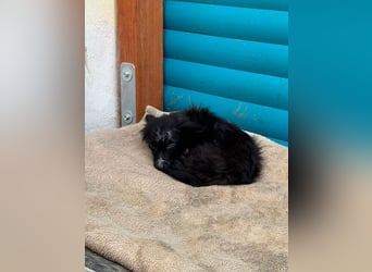 ♥TWIX♥ auf Pflegestelle bei Aachen - süßer, verspielter kleiner Welpenbub 21 cm - bleibt kleiner