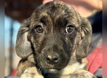 ♥JUSTIN♥ ab 31. Jan auf Pflegestelle bei Köln-niedlicher, verspielter Welpe 15-20cm (bleibt kleiner)