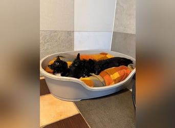 ♥TWIX♥ auf Pflegestelle bei Aachen - süßer, verspielter kleiner Welpenbub 21 cm - bleibt kleiner