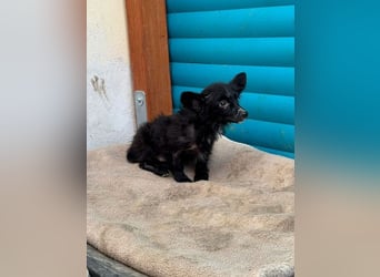 ♥TWIX♥ auf Pflegestelle bei Aachen - süßer, verspielter kleiner Welpenbub 21 cm - bleibt kleiner