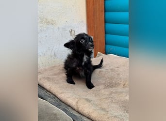 ♥TWIX♥ auf Pflegestelle bei Aachen - süßer, verspielter kleiner Welpenbub 21 cm - bleibt kleiner