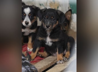 ⭐️LUZIA⭐️, sanftes Hundemädchen, 3 Monate, 18 cm, Mischling, Tierschutz Rumänien