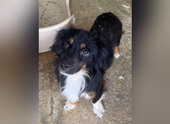♥ERIC♥ ab 31. Jul auf Pflegestelle bei Köln - zuckersüßer, ganz menschenbezogener, zarter Mini-Rüde