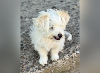 Sonnenschein Fibi - entzückendes Bichon-Mix-Hundekind