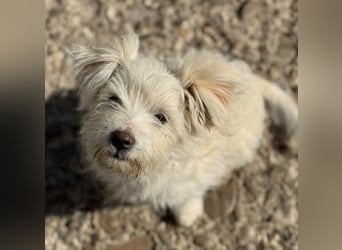 Sonnenschein Fibi - entzückendes Bichon-Mix-Hundekind