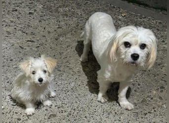 Sonnenschein Fibi - entzückendes Bichon-Mix-Hundekind