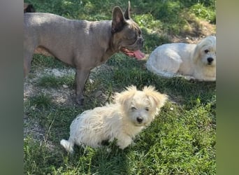 Sonnenschein Fibi - entzückendes Bichon-Mix-Hundekind