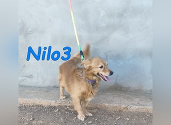 Nilo3, geb. 09/2018 (ESP) - verschmuster und freundlicher Mini-Rüde sucht sein Zuhause!
