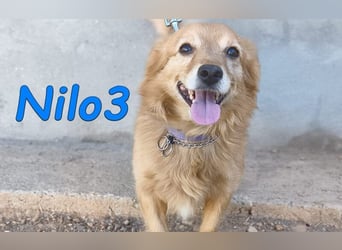 Nilo3, geb. 09/2018 (ESP) - verschmuster und freundlicher Mini-Rüde sucht sein Zuhause!