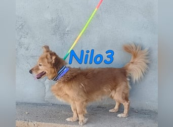 Nilo3, geb. 09/2018 (ESP) - verschmuster und freundlicher Mini-Rüde sucht sein Zuhause!