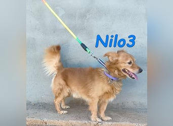 Nilo3, geb. 09/2018 (ESP) - verschmuster und freundlicher Mini-Rüde sucht sein Zuhause!