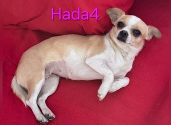 Hada4 geb. 10/2025 (ESP) -  kleine Herzensbrecherin sucht ihre Menschen!