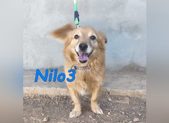 Nilo3, geb. 09/2018 (ESP) - verschmuster und freundlicher Mini-Rüde sucht sein Zuhause!