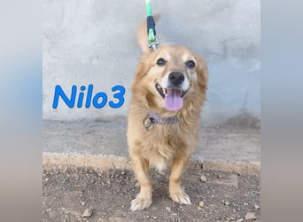Nilo3, geb. 09/2018 (ESP) - verschmuster und freundlicher Mini-Rüde sucht sein Zuhause!