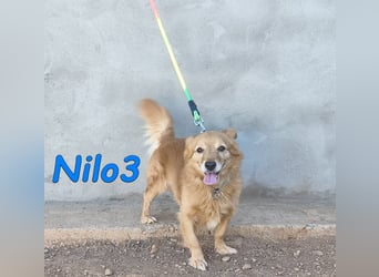 Nilo3, geb. 09/2018 (ESP) - verschmuster und freundlicher Mini-Rüde sucht sein Zuhause!