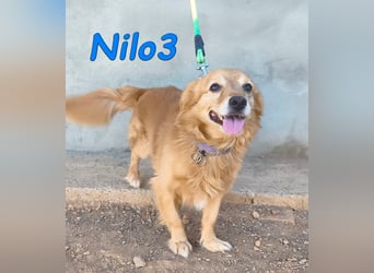Nilo3, geb. 09/2018 (ESP) - verschmuster und freundlicher Mini-Rüde sucht sein Zuhause!