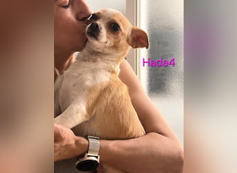 Hada4 geb. 10/2025 (ESP) -  kleine Herzensbrecherin sucht ihre Menschen!