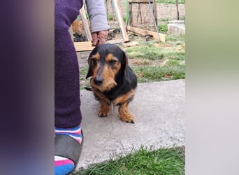 Bebe - Dackelmix sucht seine Familie!