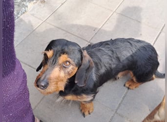 Bebe - Dackelmix sucht seine Familie!