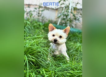 Berti sucht seine Familie