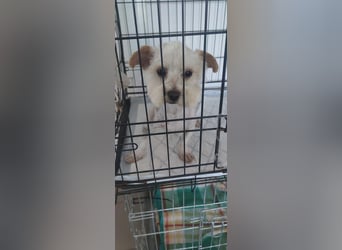 Berti sucht seine Familie