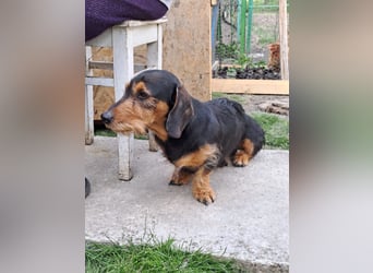 Bebe - Dackelmix sucht seine Familie!