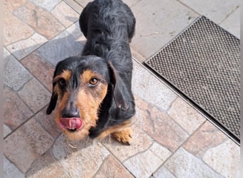 Bebe - Dackelmix sucht seine Familie!