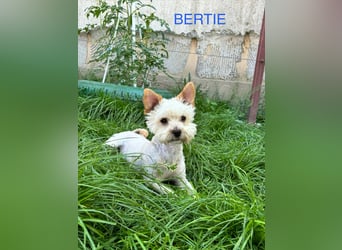 Berti sucht seine Familie
