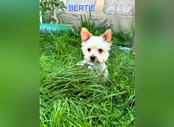 Berti sucht seine Familie