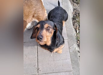 Bebe - Dackelmix sucht seine Familie!