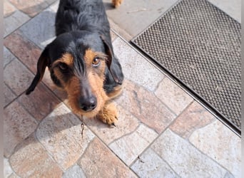 Bebe - Dackelmix sucht seine Familie!