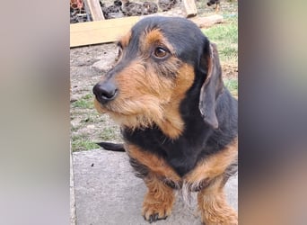 Bebe - Dackelmix sucht seine Familie!