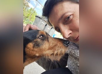 Bebe - Dackelmix sucht seine Familie!