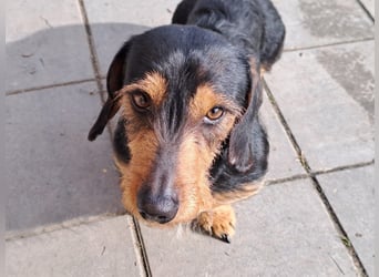 Bebe - Dackelmix sucht seine Familie!