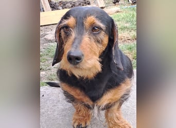 Bebe - Dackelmix sucht seine Familie!