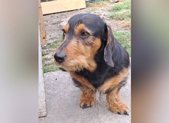 Bebe - Dackelmix sucht seine Familie!