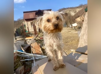 Boji - freundliche, sanfte kleine Schmusehündin