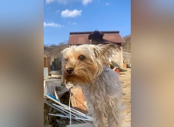 Boji - freundliche, sanfte kleine Schmusehündin