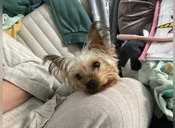 Boji - freundliche, sanfte kleine Schmusehündin