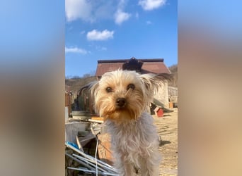 Boji - freundliche, sanfte kleine Schmusehündin