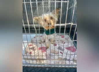 Boji - freundliche, sanfte kleine Schmusehündin