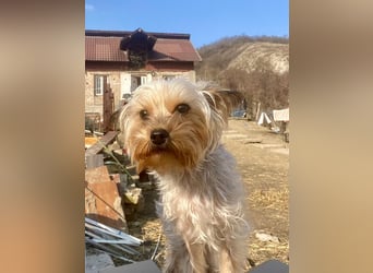 Boji - freundliche, sanfte kleine Schmusehündin