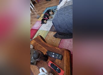 Leia sucht ihr Traumzuhause