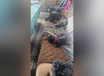 Leia sucht ihr Traumzuhause