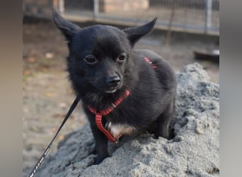 Yuki - kleiner Hund mit großem Mut